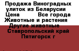 Продажа Виноградных улиток из Беларусии › Цена ­ 250 - Все города Животные и растения » Другие животные   . Ставропольский край,Пятигорск г.